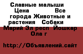 Славные малыши! › Цена ­ 10 000 - Все города Животные и растения » Собаки   . Марий Эл респ.,Йошкар-Ола г.